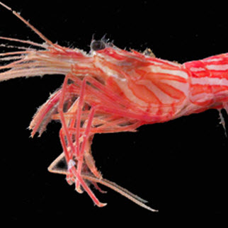 crop - shrimp02_0